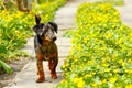 Dog in path of flowers Royalty Free Stock Photo