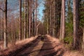 Dog on a path in the forest in stormy sunny weather