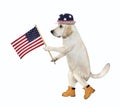 Dog in patriotic hat holds usa flag Royalty Free Stock Photo
