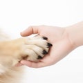 Dog paw and children\'s hand close-up on a white background, the concept of human and dog friendship,