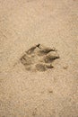 Dog paw footprint on beach sand Royalty Free Stock Photo