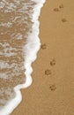 Dog Paw Footprints in the Sand Royalty Free Stock Photo