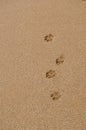 Dog Paw Footprints in the Sand Royalty Free Stock Photo