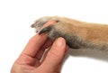 Dog Paw Royalty Free Stock Photo