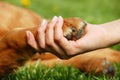 Dog paw and hand shaking Royalty Free Stock Photo