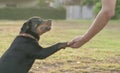 Dog paw holding onto a human hand