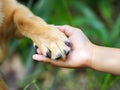 Dog paw and human hand are doing handshake, Conceptual image of friendship Royalty Free Stock Photo