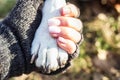 Dog paw and human hand are doing handshake Royalty Free Stock Photo