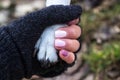 Dog paw and human hand are doing handshake Royalty Free Stock Photo