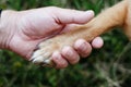 Dog paw and human hand are doing handshake on nature, friendship Royalty Free Stock Photo