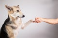 Dog paw and human hand doing a handshake Royalty Free Stock Photo