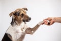 Dog paw and human hand doing a handshake Royalty Free Stock Photo