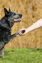 Dog paw and human hand shaking Royalty Free Stock Photo