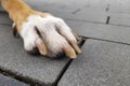 Front red dog paw with white foot close up Royalty Free Stock Photo