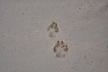 Dog paw marks on the beach Royalty Free Stock Photo