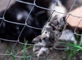 Dog paw pad in macro detail. Cute playful puppy at animal shelter. The paw is on the fence. Closeup photo of dogs paw