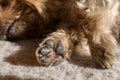 Dog paw pad in macro detail