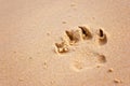 Dog paw print on beach