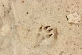 Dog paw print in beach sand Royalty Free Stock Photo