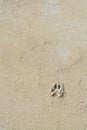 Dog paw print sand background texture Royalty Free Stock Photo