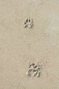 Dog paw print sand background texture Royalty Free Stock Photo