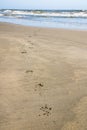 Dog Paw Print on Sand Leading to Ocean Shore