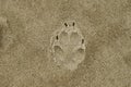 Dog paw print showing claw marks in the sand of a beach. Royalty Free Stock Photo