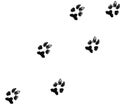 Dog paw prints