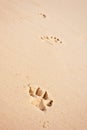 Dog paw prints on beach