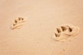 Dog paw prints on beach