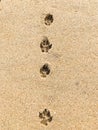 Dog paw prints in beach sand Royalty Free Stock Photo