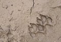 Dog paw prints in the mud Royalty Free Stock Photo
