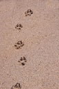 Dog paw prints in the sand.