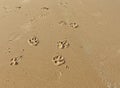 Dog paw prints in the sand on the beach Royalty Free Stock Photo