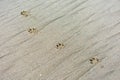 Dog paw prints on sand. Dog footprints on the sandy ocean beach. Lonely dog paw footprints printed in the sand on the beach Royalty Free Stock Photo