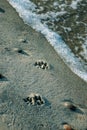 Dog paw prints on a sea beach sand with a wave Royalty Free Stock Photo