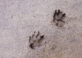 dog paw prints in a swamp after rain. Muddy dog paw print. Dog footprints in the mud. Royalty Free Stock Photo