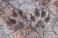 Dog paw prints on wet ground. Royalty Free Stock Photo