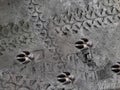 Dog paw prints in the wilderness. Black and white claws. Dog footprints on mud background Royalty Free Stock Photo