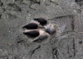 Dog paw prints in the wilderness. Black and white claws. Dog footprints on mud background