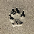 A dog paw`s print in the sand on the beach Royalty Free Stock Photo