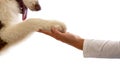 Dog paw in woman hand dog training