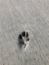 dog pawprint in sand (one)