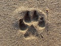 Dog pawprint in sand with sun from front