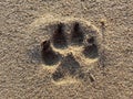 Dog pawprint in the sand with the sun from the front.