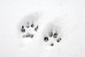 Dog Pawprints Royalty Free Stock Photo