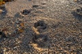 Dog Pawprints in Sand Royalty Free Stock Photo
