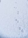 Dog pawprints in the snow with copy space