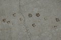 Dog paws animal tracks