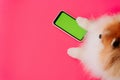 Dog paws on a chroma key screen of a mobile phone. modern technologies. social media in the contemporary world. bright pink backgr